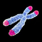 Telomeres-Flickr-AJC1